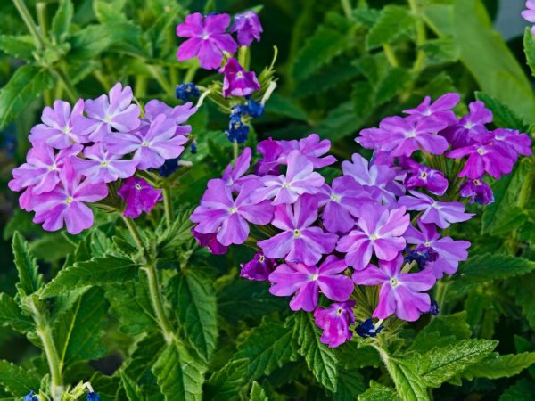 别致小景:露台花伴草,方寸亦闲散